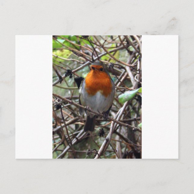 Carte Postale Robin rouge (Devant)