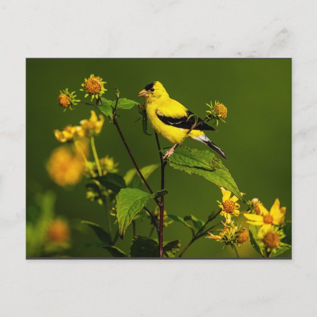 Carte Postale Robin sur le nid (Devant)