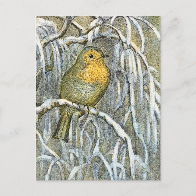 Carte Postale Robin vintage sur une branche enneigée (Devant)