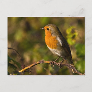 Carte postale Robin Winter