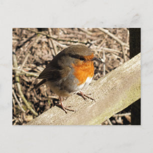 CARTE POSTALE ROBINS