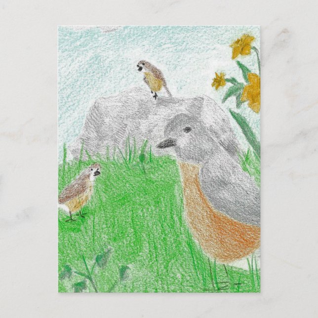 Carte Postale Robins de jonquilles Springtime dessinés à la main (Devant)