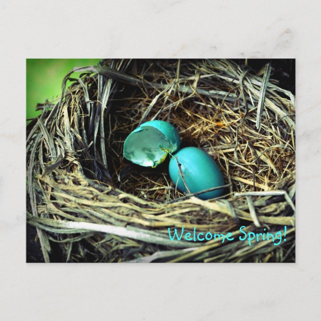 Carte Postale Robin's Egg Nest Spring (Devant)