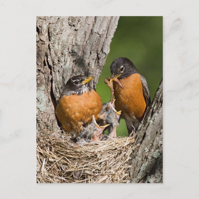 Carte Postale Robins VI (Devant)