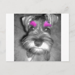 Carte Postale Roche et Rouleau rose Schnauzer Puppy