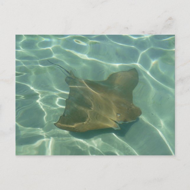 Carte Postale Rochen im Meer Postkarte Grußkarte (Devant)