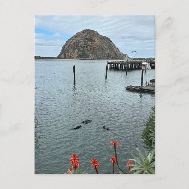 Carte Postale Rocher de Morro Bay avec Otter (Devant)