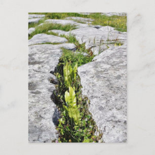 Carte Postale Rochers de calcaire Plante de Burren