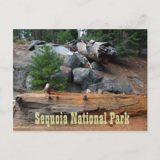 Carte Postale Rochers et arbres, Parc national de Sequoia (Devant)