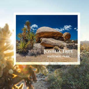 Carte Postale Roches, Plantes, Sable, Parc national de Joshua Tr
