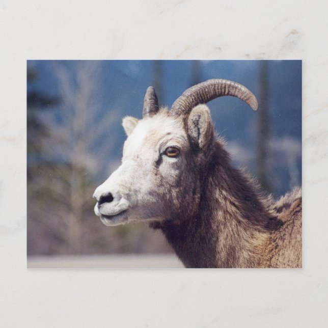 Carte Postale Rocheuse Grosse corne Mouton (Devant)