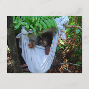 Carte Postale Rock a Bye Baby Orangutan