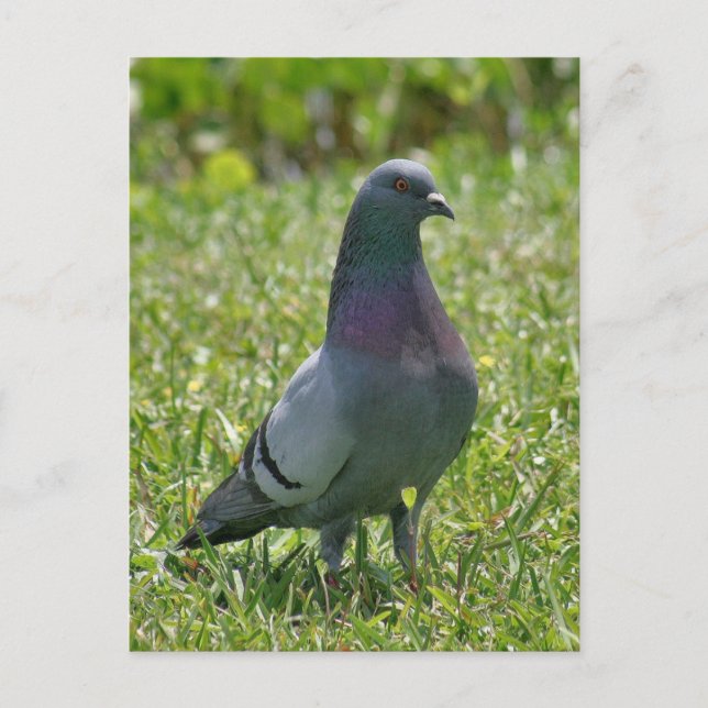 Carte postale Rock Pigeon Photo (Devant)