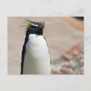 Carte postale Rockhopper Penguin