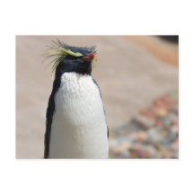 Carte postale Rockhopper Penguin