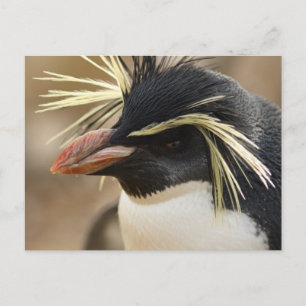 Carte postale Rockhopper Penguin