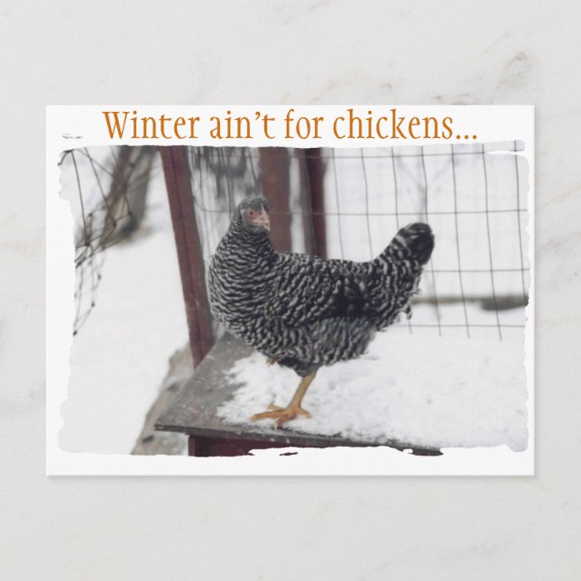 Carte postale Rocky (Devant)