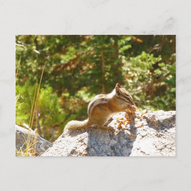 Carte Postale Rocky Mountain Chipmunk (Devant)