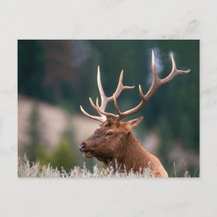 Carte Postale Rocky Mountain Elk Parc national de Yellowstone