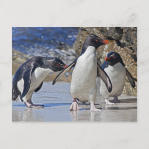 Carte postale Rocky Trio