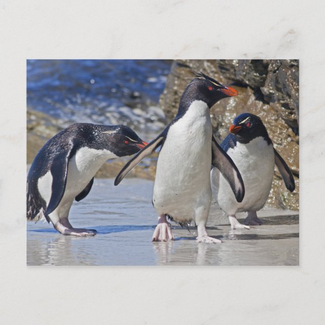 Carte postale Rocky Trio (Devant)