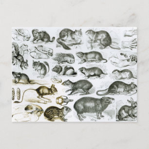 Carte Postale Rodentia-rongeurs ou animaux de sciage