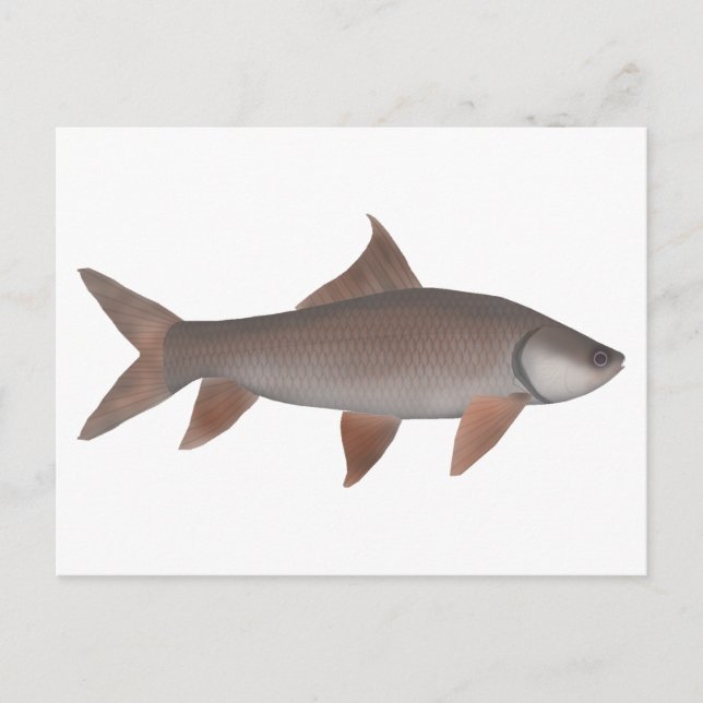 Carte Postale Roho Labeo (Devant)