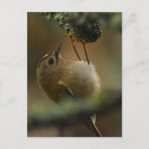 Carte Postale Roitelet à couronne dorée