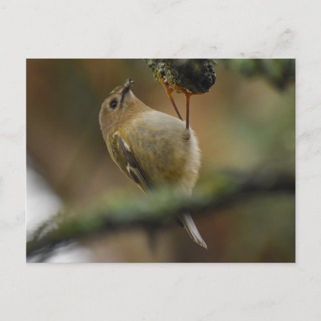 Carte Postale Roitelet à couronne dorée  (Devant)