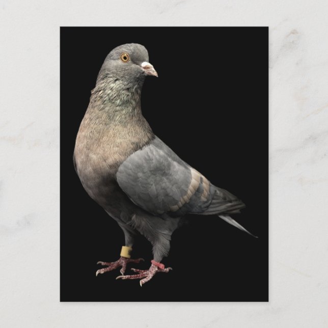Carte Postale Roller Pigeon (Devant)