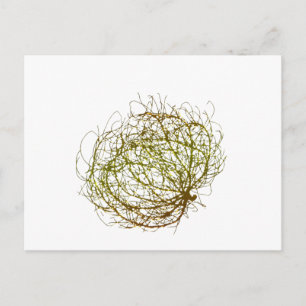 Carte Postale Rolling Golden Tumbleweed Art Plante