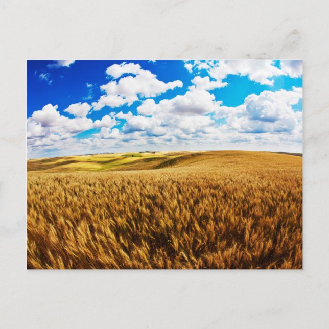 Carte Postale Rolling hills of ripe wheat (Devant)