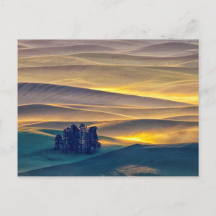 Carte Postale Rolling Hills of Wheat at Sunrise   WA