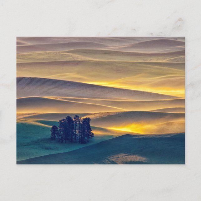 Carte Postale Rolling Hills of Wheat at Sunrise | WA (Devant)