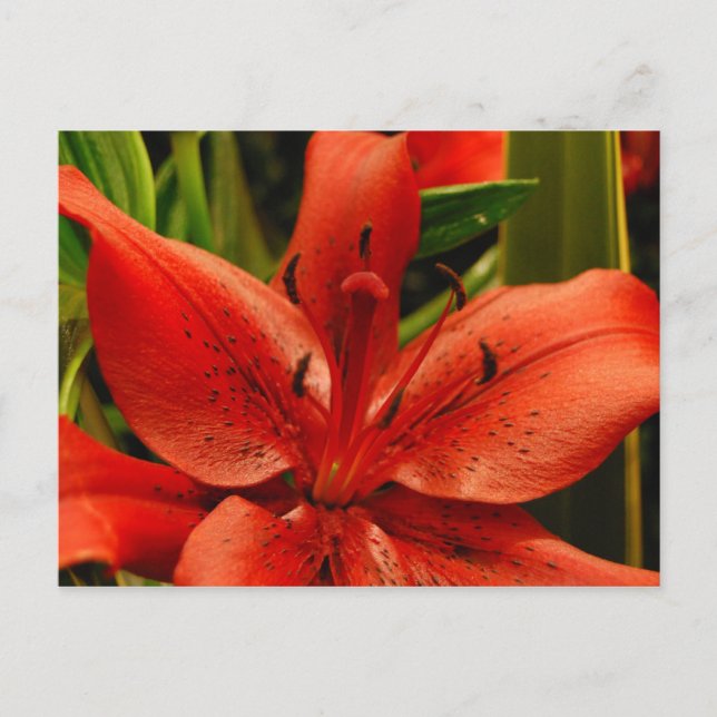 Carte Postale Romance russe (Devant)