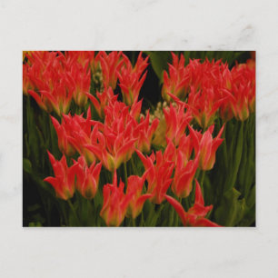 Carte Postale Romance russe