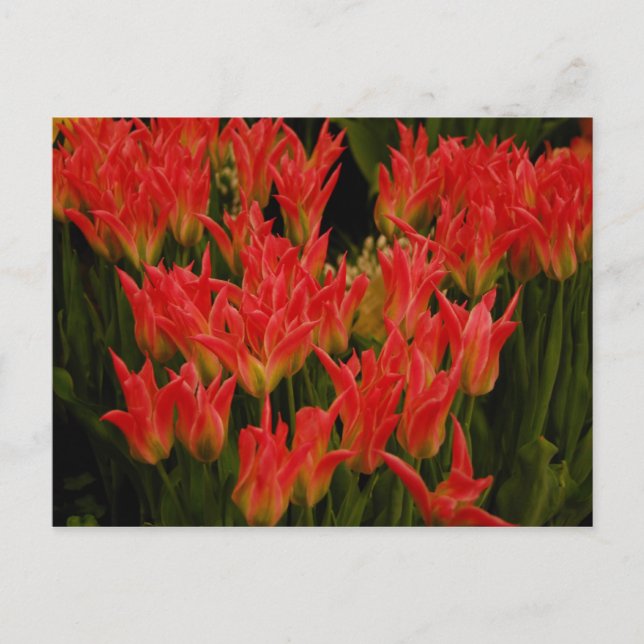 Carte Postale Romance russe (Devant)