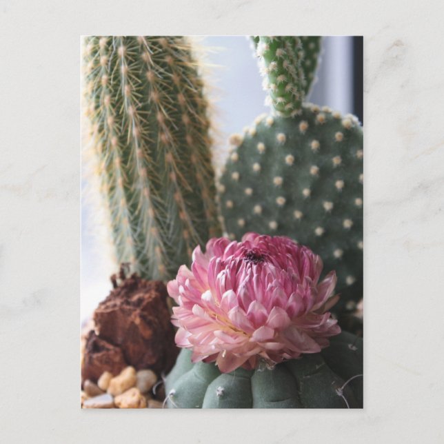 Carte postale Romans 8:37 Cactus (Devant)