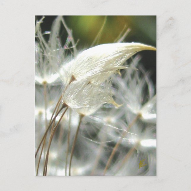 Carte Postale Romantique Embrasser les graines de Dandelion (Devant)