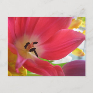 Carte postale Romantique Red Tulip