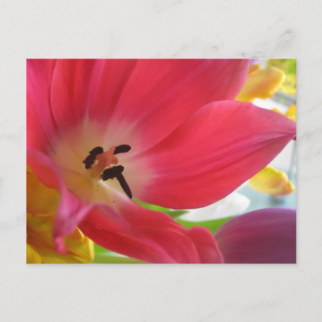 Carte postale Romantique Red Tulip (Devant)