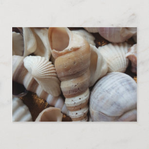 Carte Postale Romantique Tropical Exotic Sea Shells Plage Amour