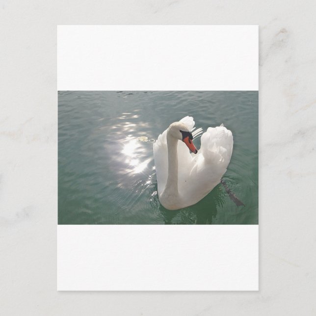 Carte Postale Romantischer weisser Schwan (Devant)