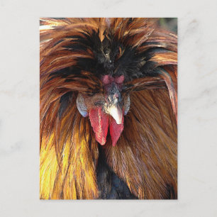 Carte Postale Roo polonaise