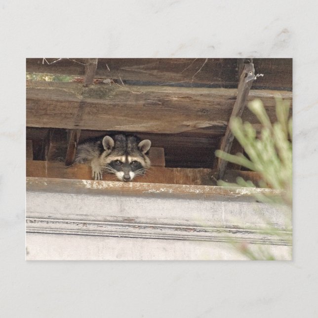 Carte postale Roofie Raccoon (Devant)