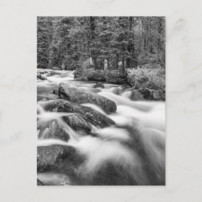Carte Postale Roosevelt National Forest Stream Noir et Blanc (Devant)