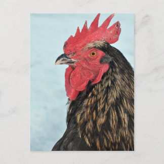 Carte Postale Rooster