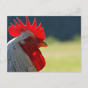 Carte Postale Rooster