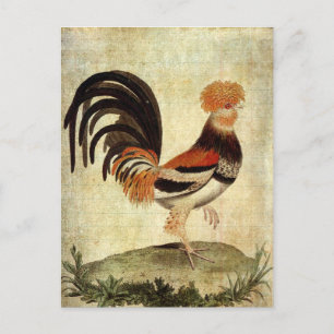 Carte Postale Rooster