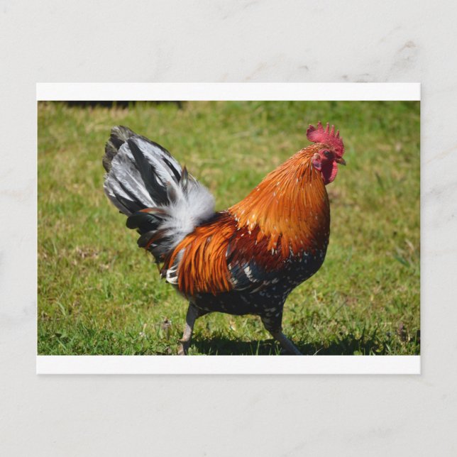 Carte Postale Rooster (Devant)